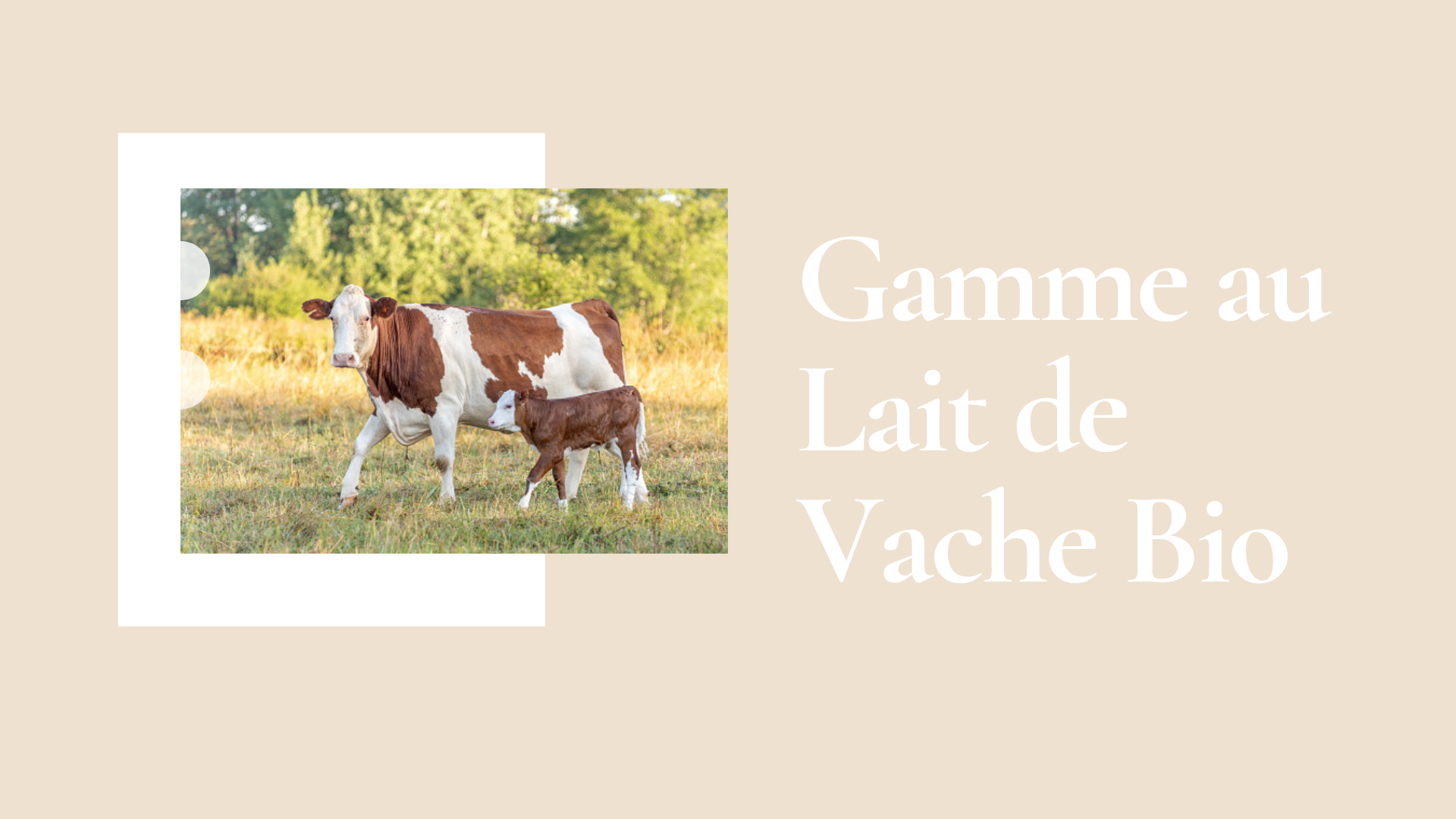 Gamme au lait de vache bio représenté par une vache et son veau