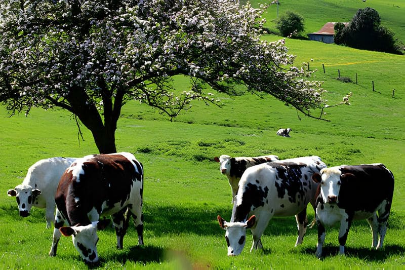 bocage-normandie-vache-savonnerie-artisanale-ecoresponsable-la-mesange-bleue